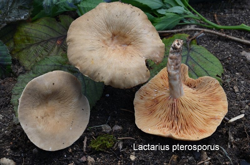 Lactarius pterosporus-amf1126.jpg - Lactarius pterosporus ; Nom français: Lactaire ridulé, Lactaire à spores ailées